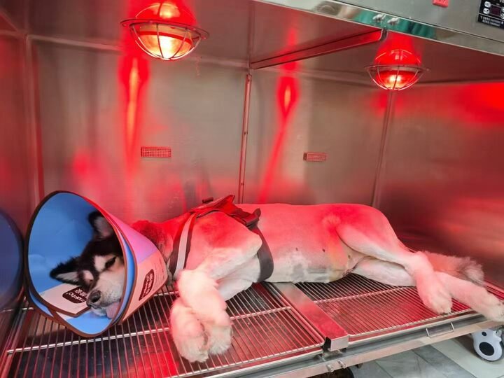 PillarVet Stainless Steel Pet Cage in Hospital